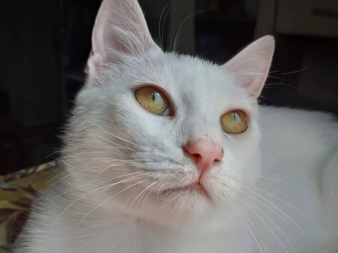 Adotta un gatto, taglia non valida, maschio, Bari