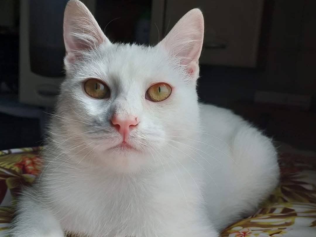 Vuoi adottare un gatto a Bari?