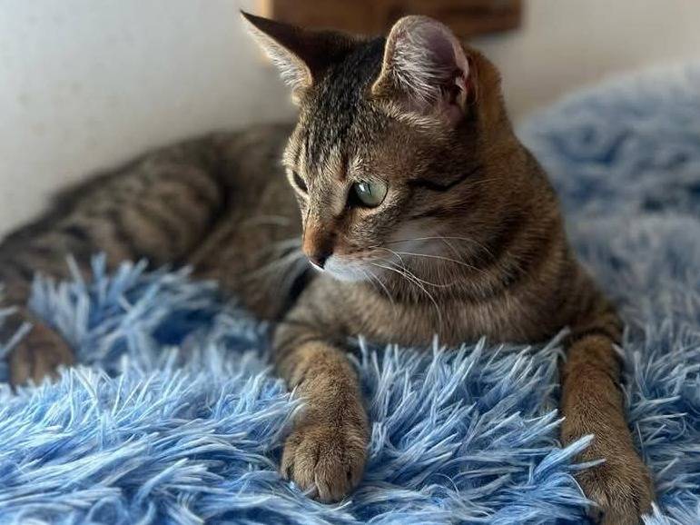 Adotta un gatto, taglia non valida, maschio, Bari