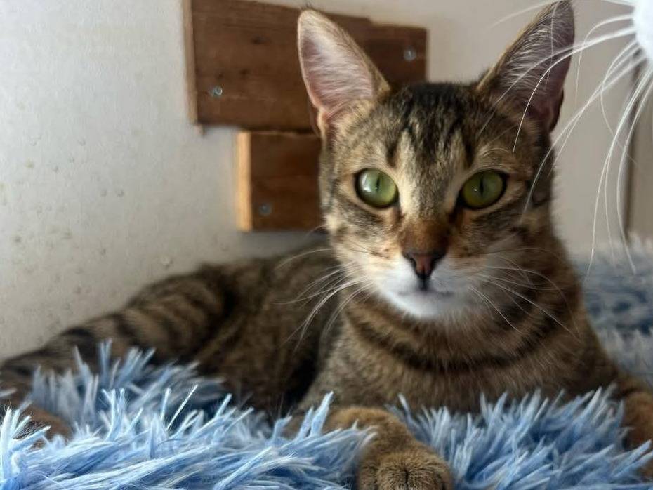 Vuoi adottare un gatto a Bari?