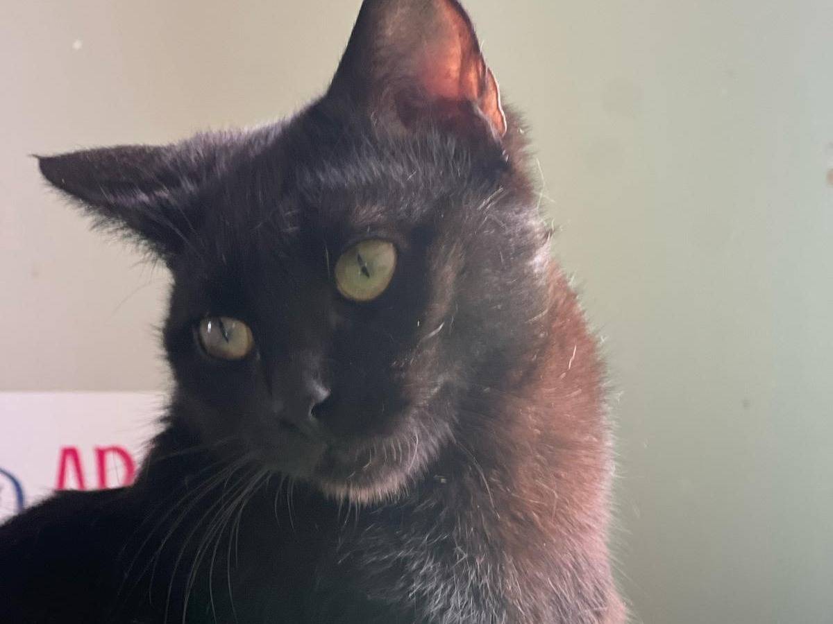 Adotta un gatto, maschio, 9 mesi, Bari