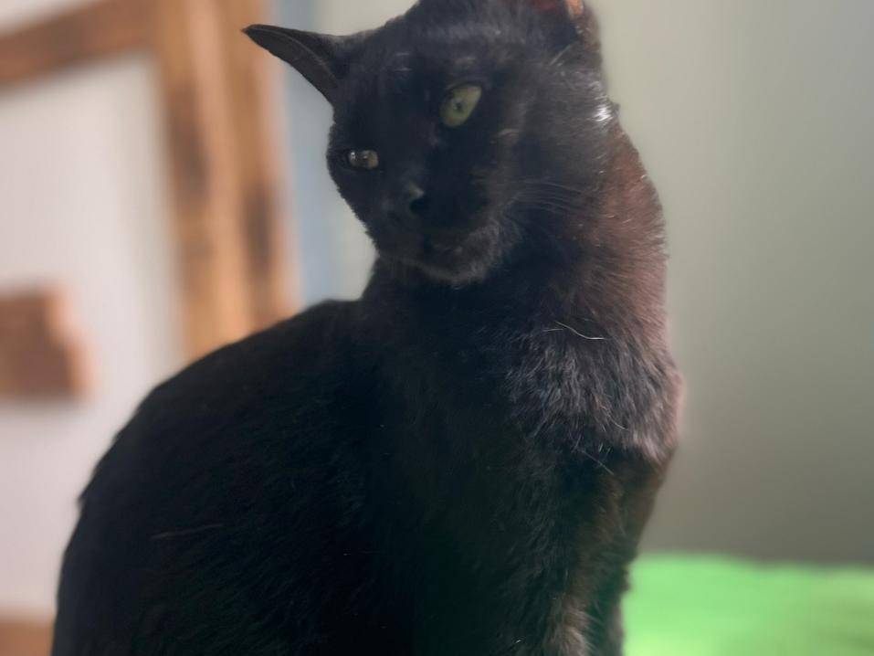 Adotta un gatto, taglia non valida, maschio, Bari
