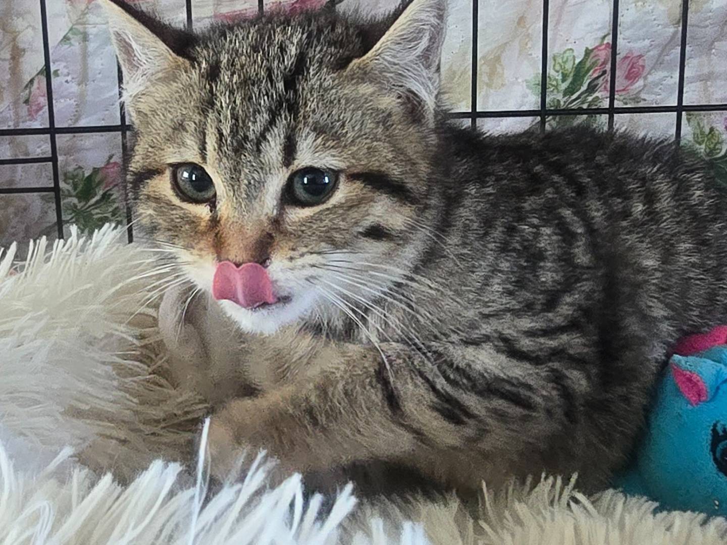 Adotta un gatto, femmina, 1 anno e 1 mese, Bari