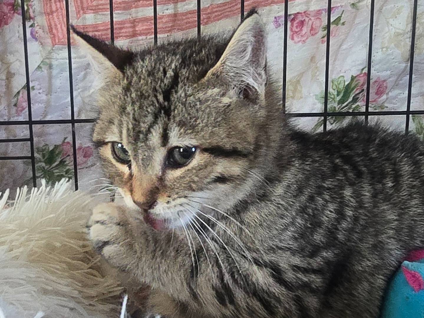 Adotta un gatto, taglia non valida, femmina, Bari