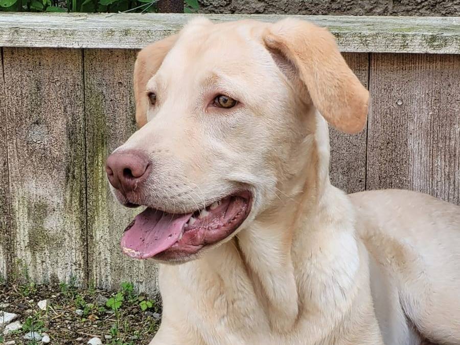 Adotta un cane, taglia media, maschio, Milano