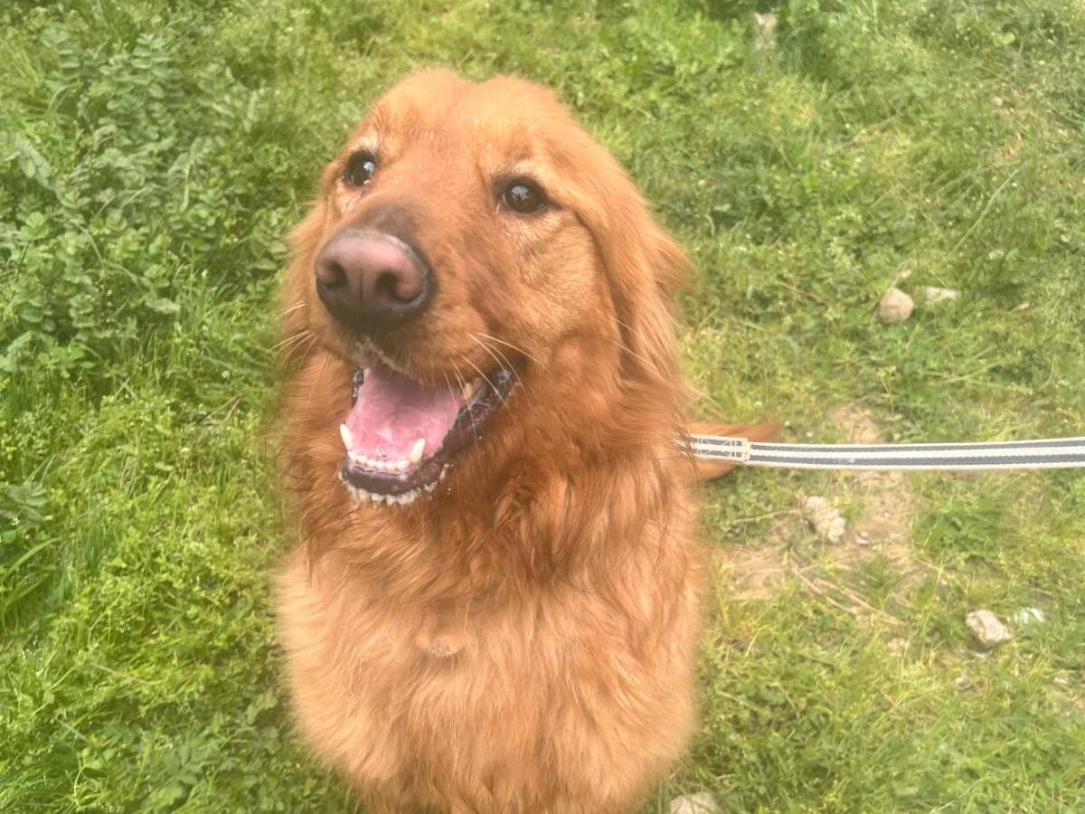 Adozione cane, femmina, Golden Retriever Razza sconosciuta, 2 anni  e 4 mesi , taglia media, Milano