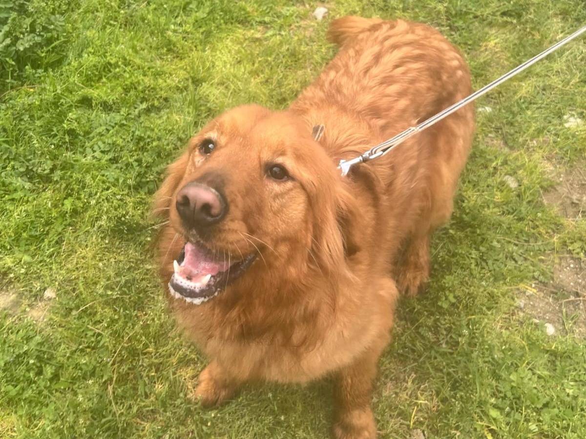 Adotta un cane, femmina, 2 anni  e 4 mesi , Milano