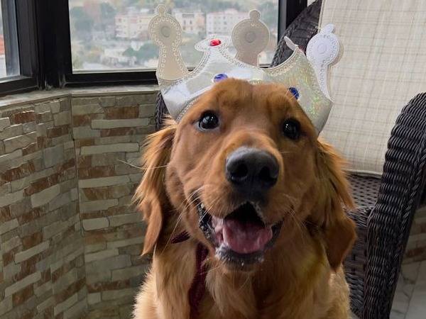 Adotta un cane, taglia media, femmina, Milano