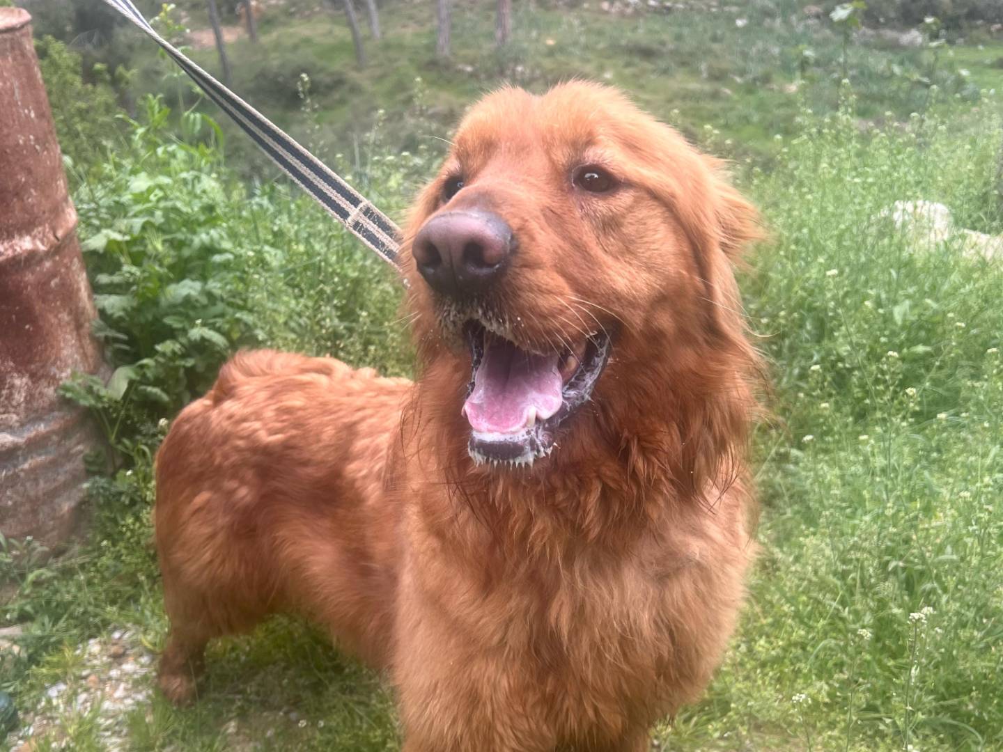Vuoi adottare un cane a Milano?