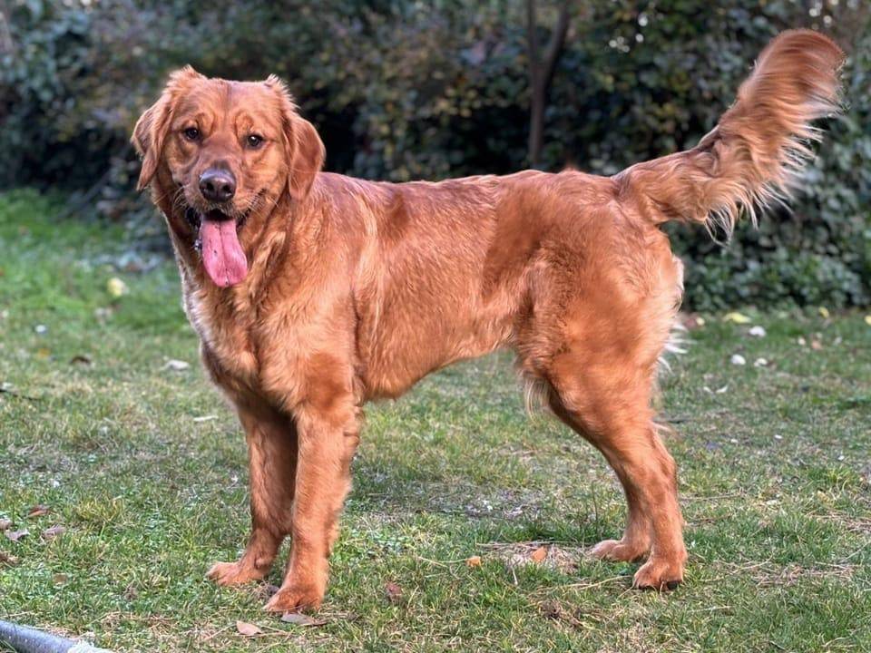 Adotta il cane Coffee a Milano