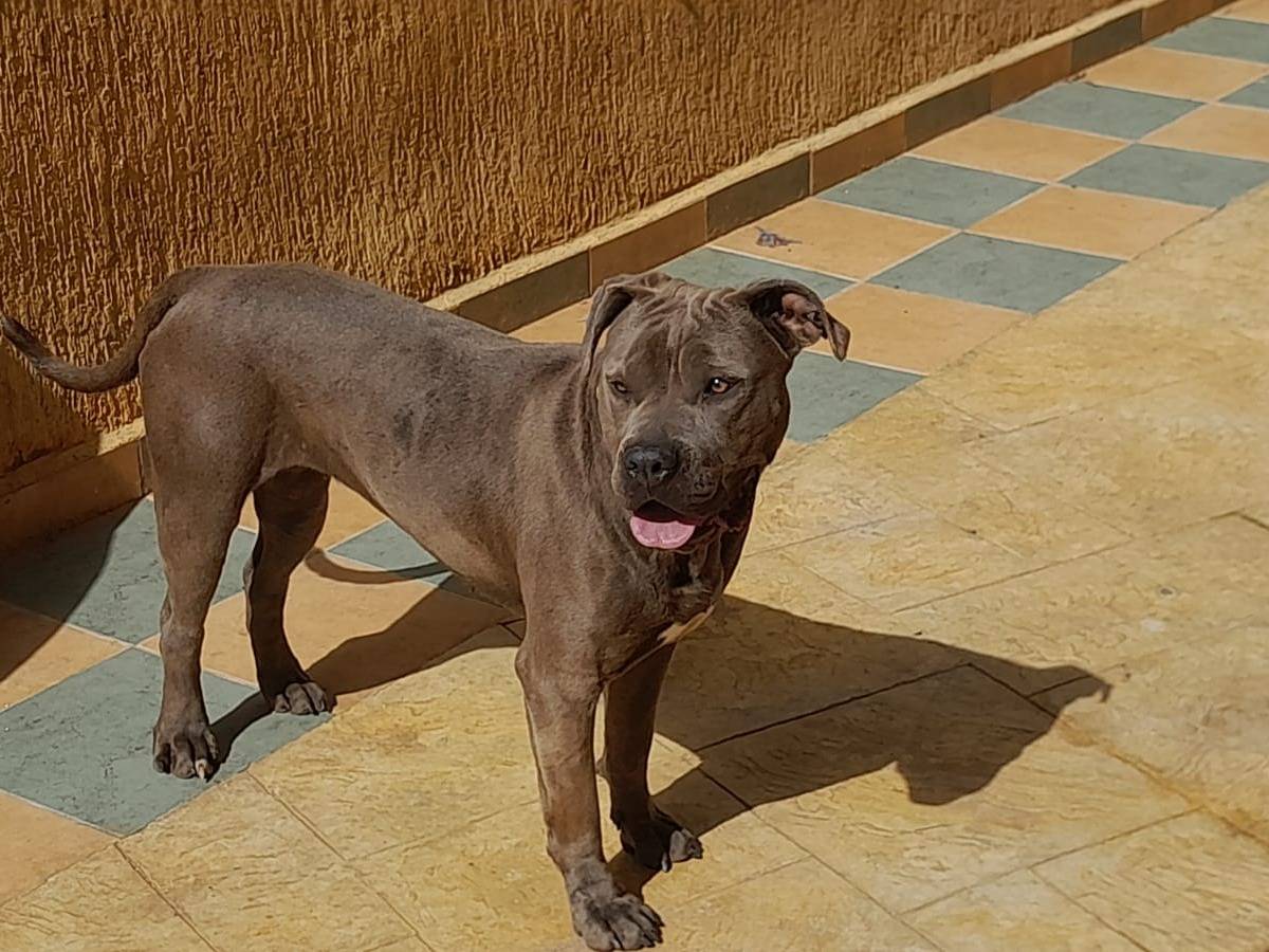 Adotta un cane, femmina, 1 anno e 8 mesi , Milano