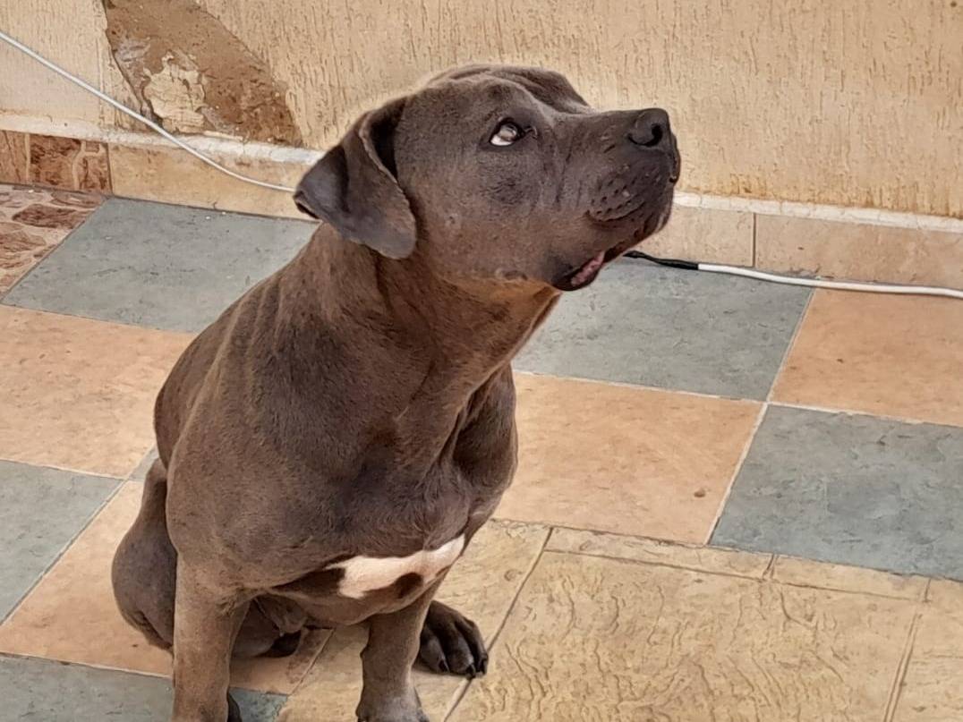 Adotta il cane Ella a Milano