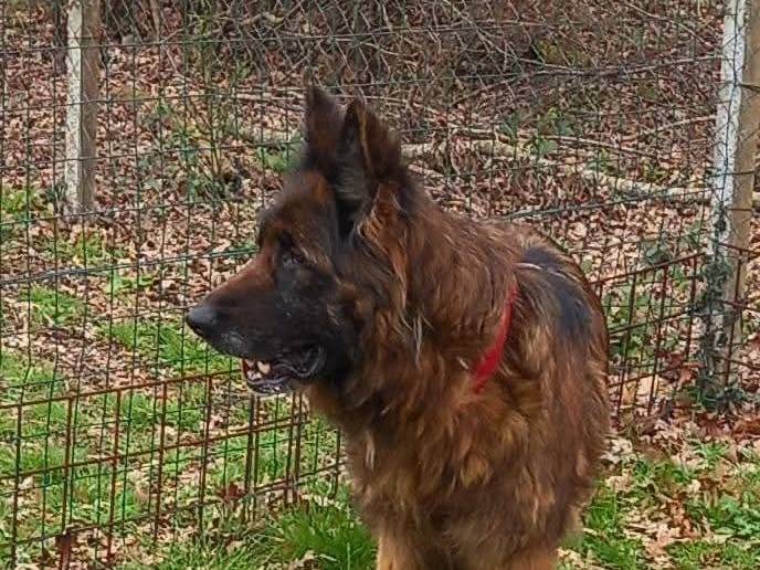 Adotta un cane, femmina, 6 anni  e 3 mesi , Terni