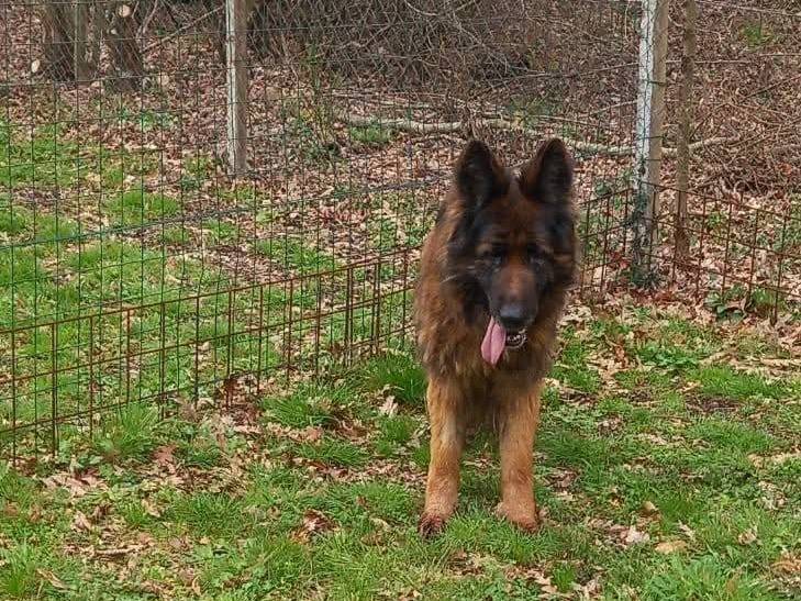 Adotta un cane, taglia media, femmina, Terni