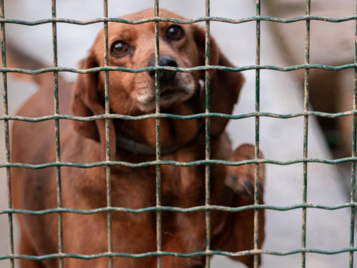 Foto dell'animale