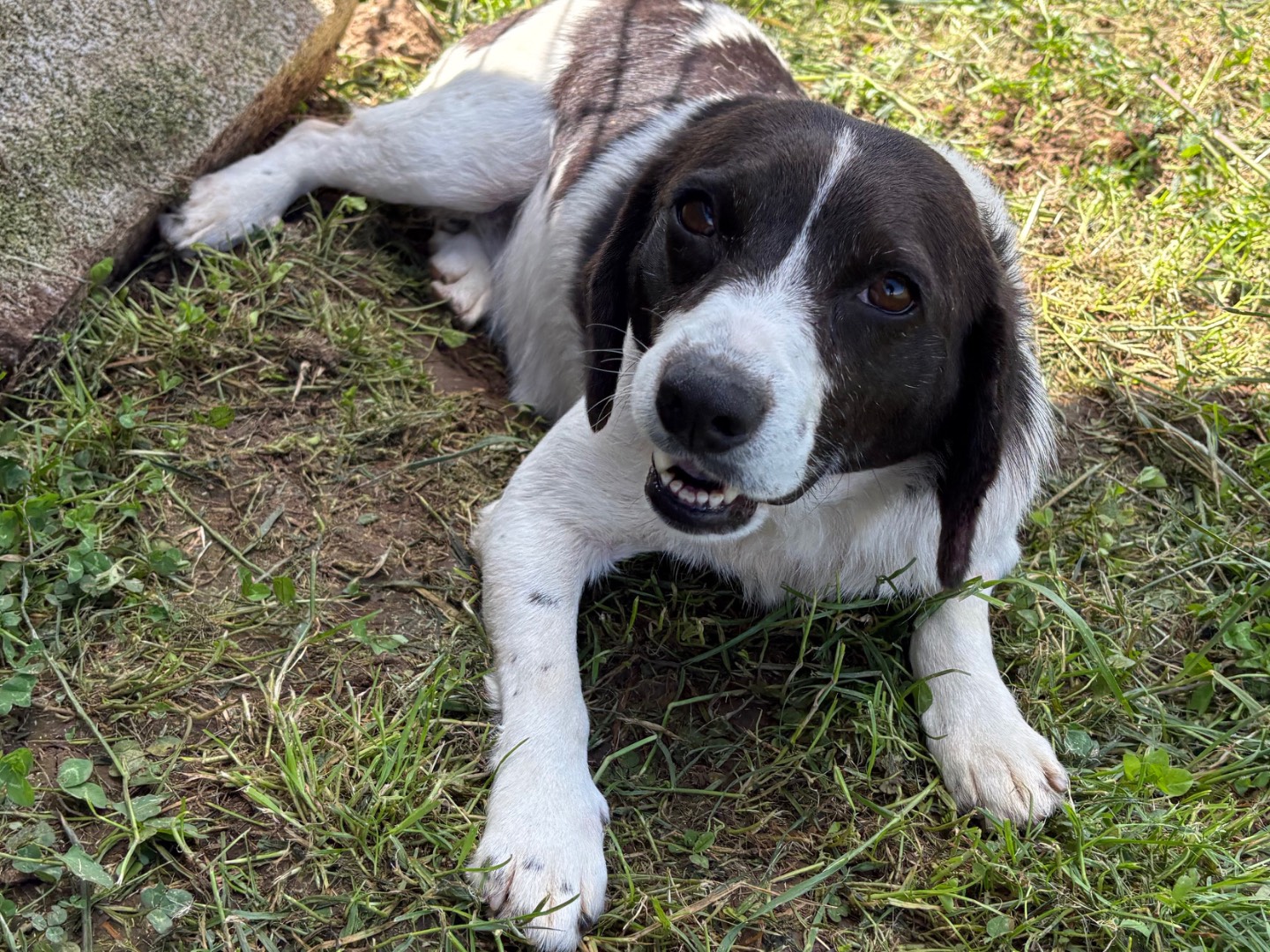 Adotta un cane, femmina, 4 anni  e 9 mesi , Frosinone
