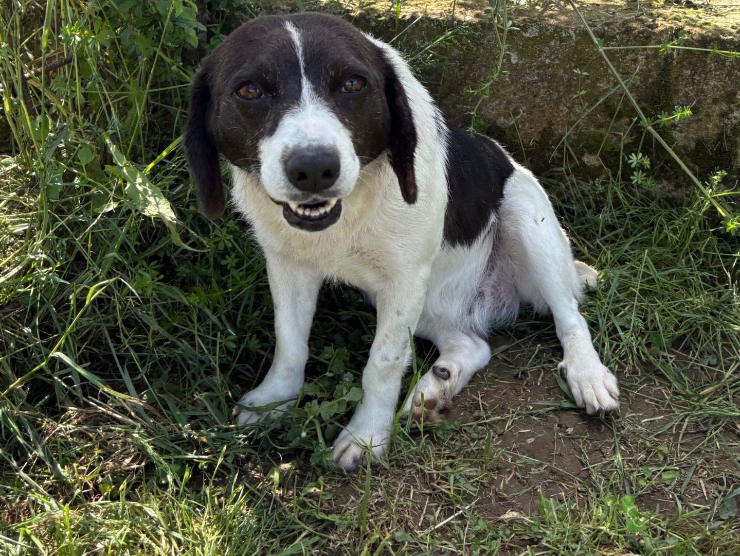 Vuoi adottare un cane a Frosinone?