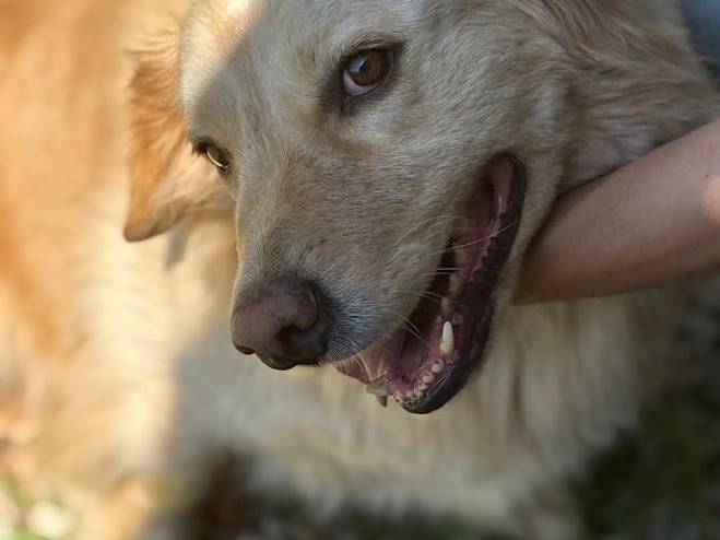 Adozione cane, maschio, Golden Retriever Razza sconosciuta, 6 anni  e 2 mesi , taglia media, Palermo