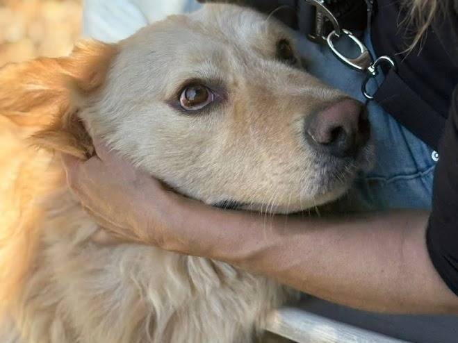 Adotta un cane, taglia media, maschio, Palermo