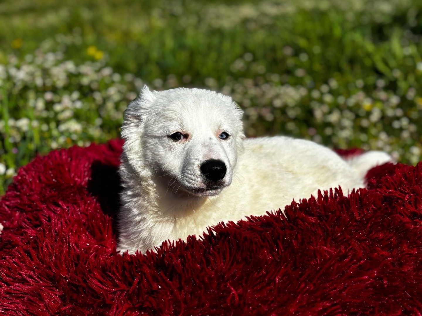Adotta un cane, maschio, 2 mesi, Napoli