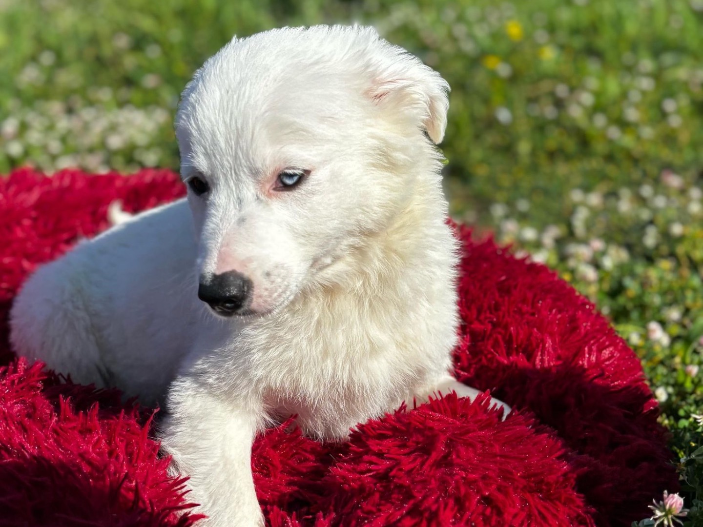 Adotta un cane, taglia media, maschio, Napoli