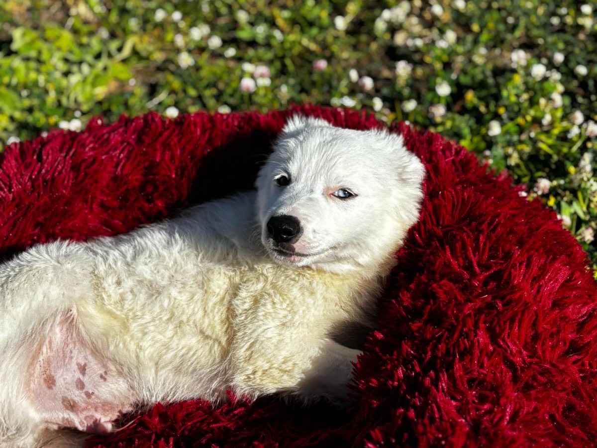 Vuoi adottare un cane a Napoli?