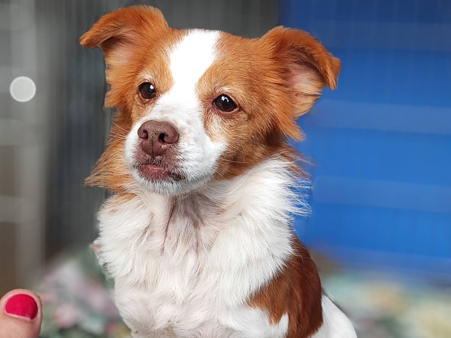 Adotta un cane, femmina, 9 anni  e 5 mesi , Messina