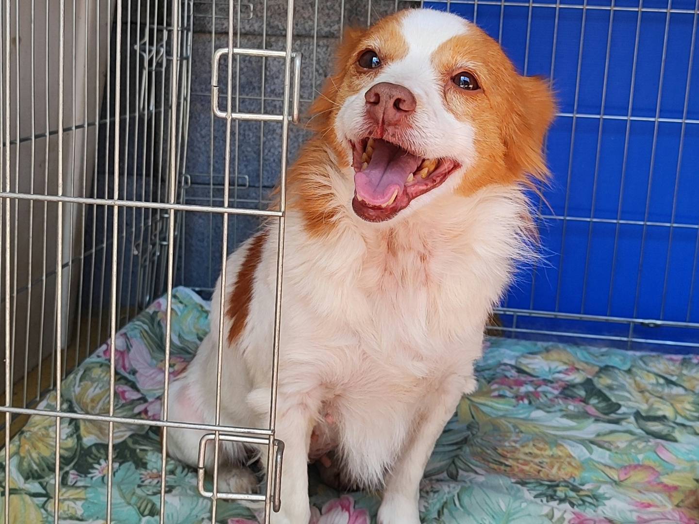 Adotta un cane, taglia piccola, femmina, Messina