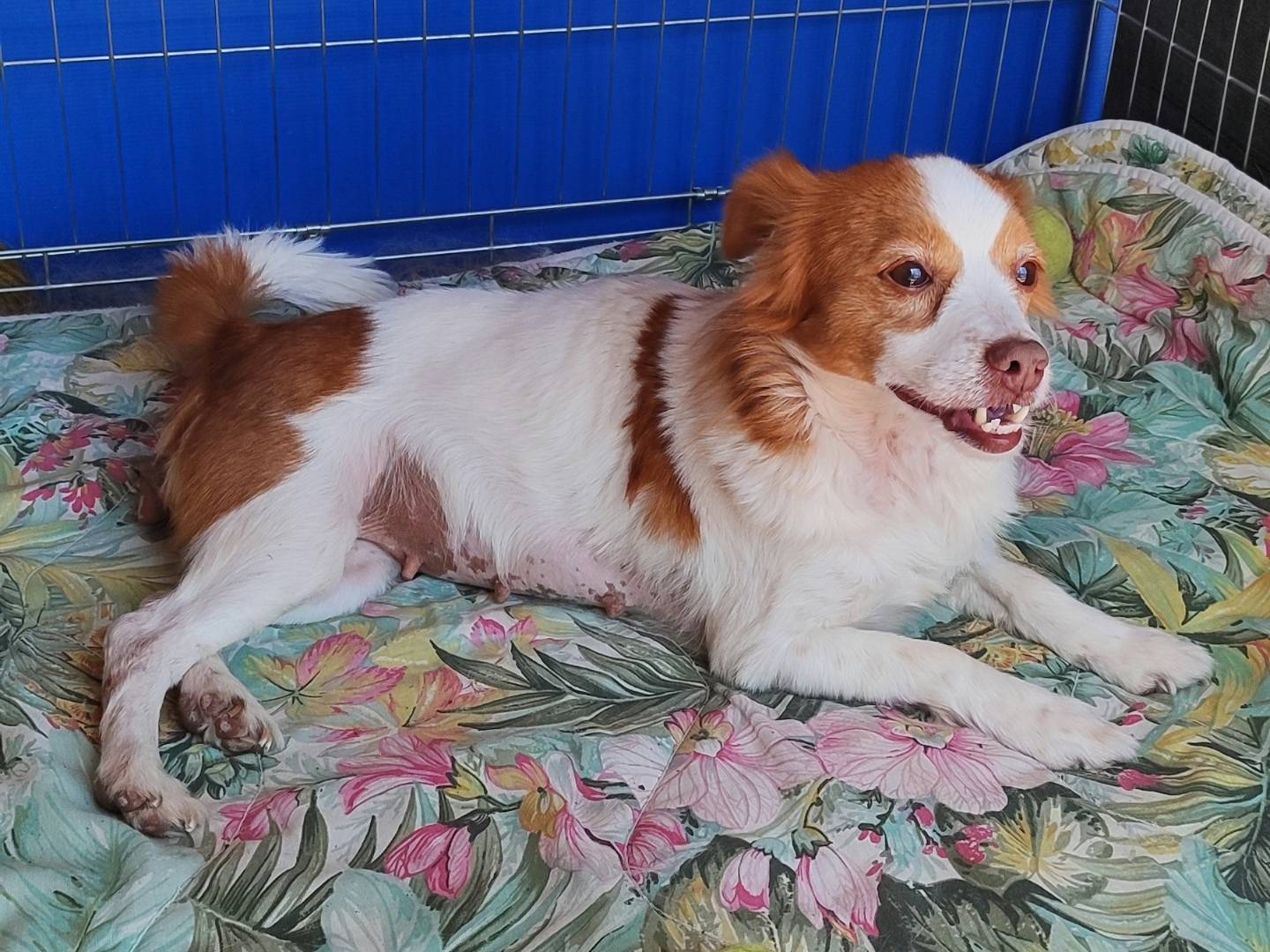 Vuoi adottare un cane a Messina?