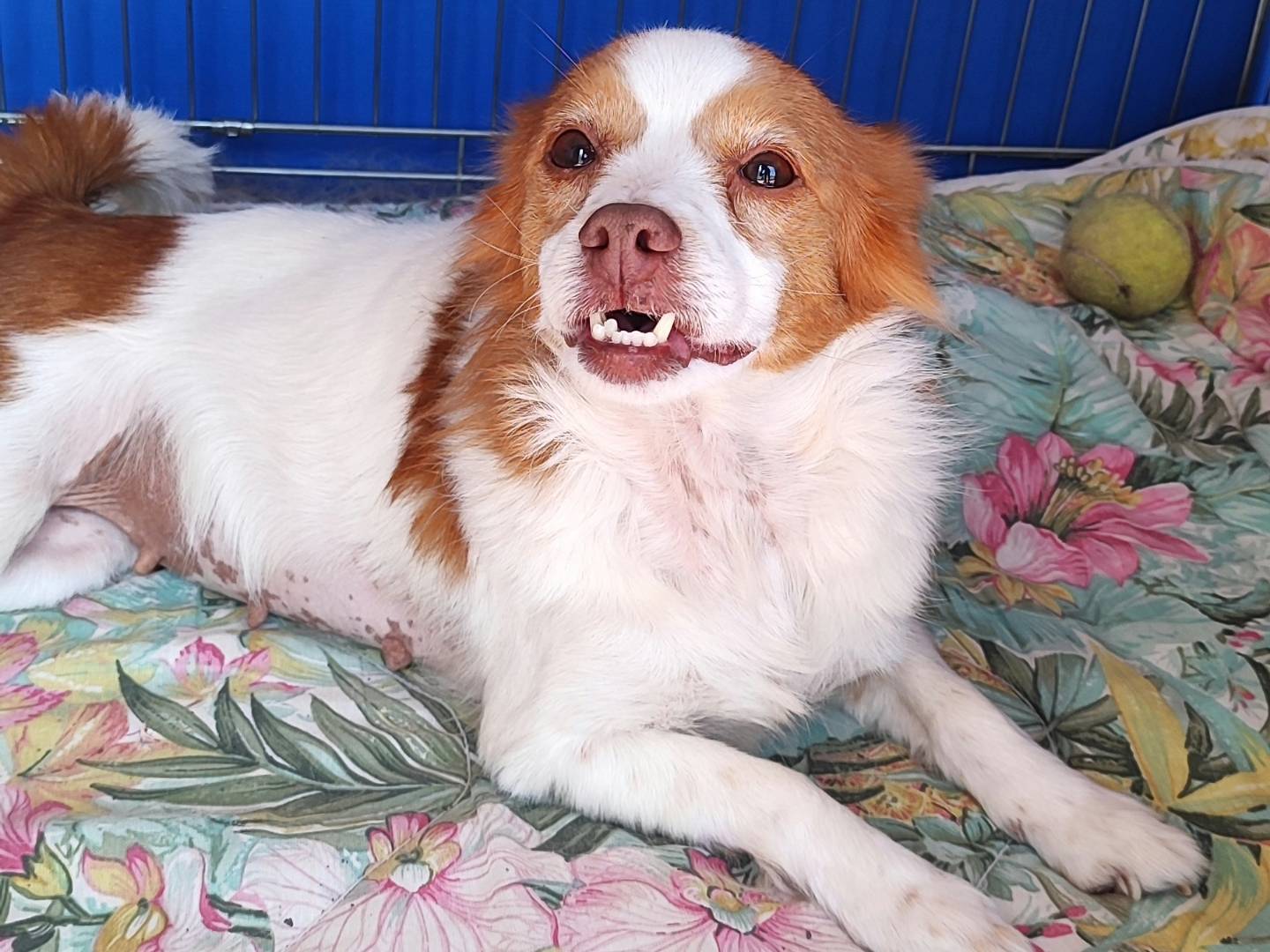 Adotta il cane SPILLA a Messina