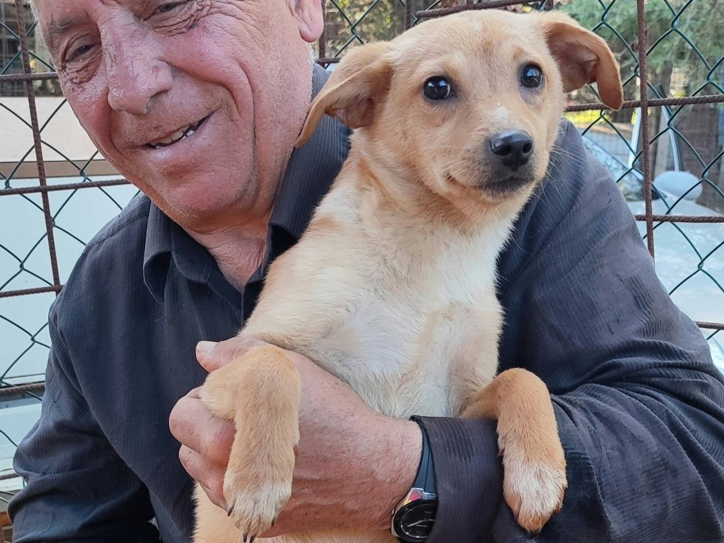 Adotta un cane, femmina, 5 mesi, Messina