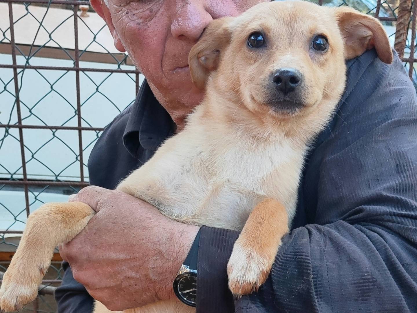 Adotta un cane, taglia media contenuta, femmina, Messina