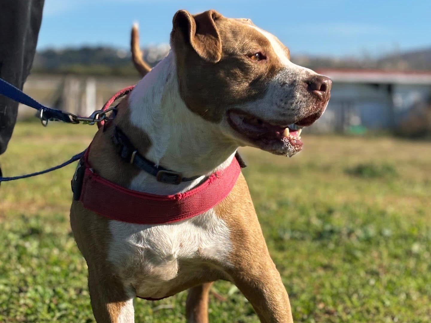 Adotta un cane, maschio, 8 anni  e 3 mesi , Napoli