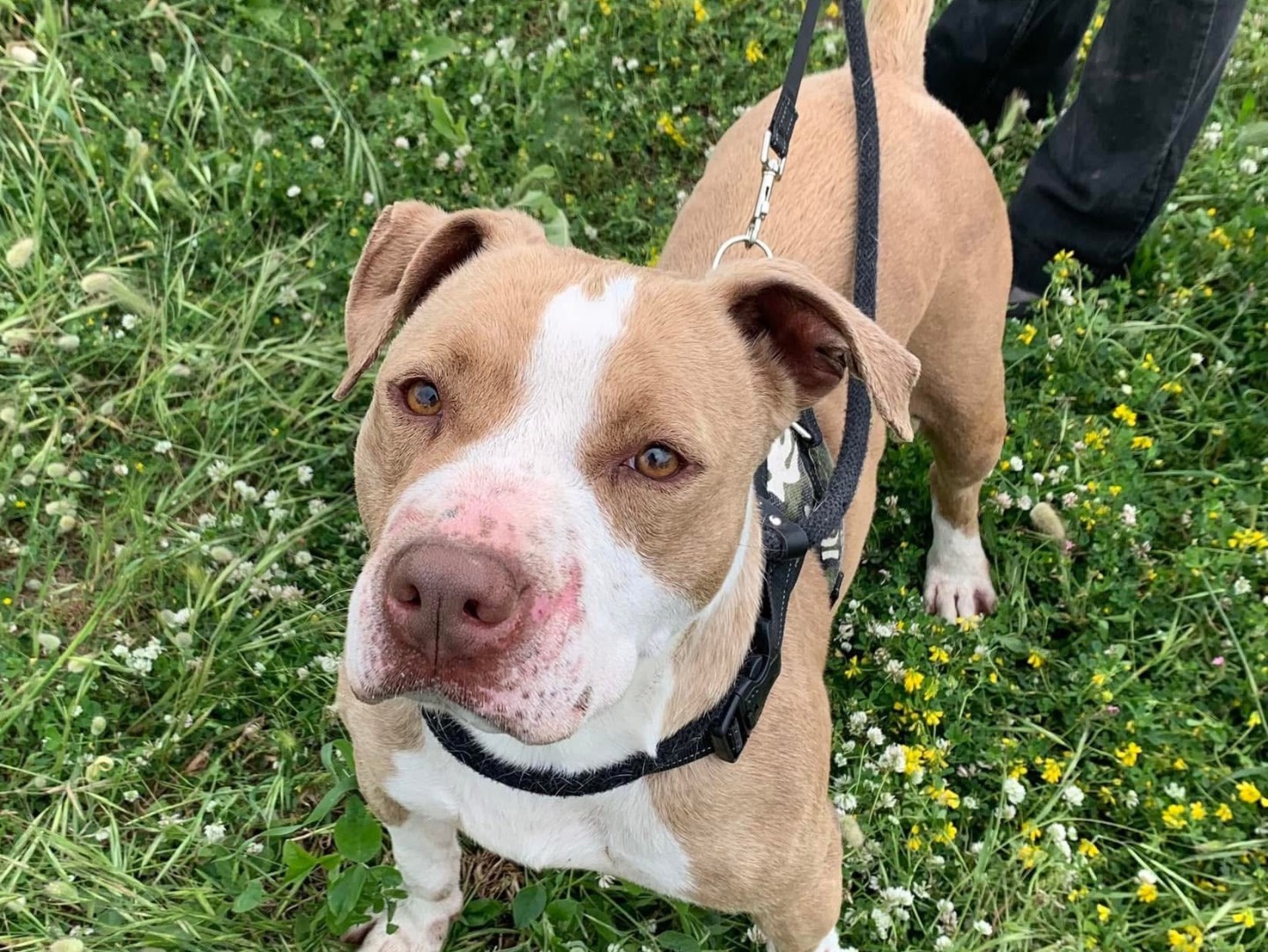 Adotta un cane, taglia grande, maschio, Napoli