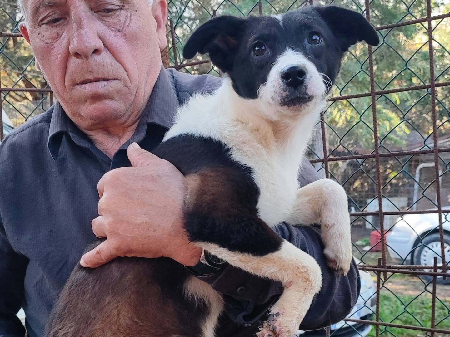 Foto dell'animale