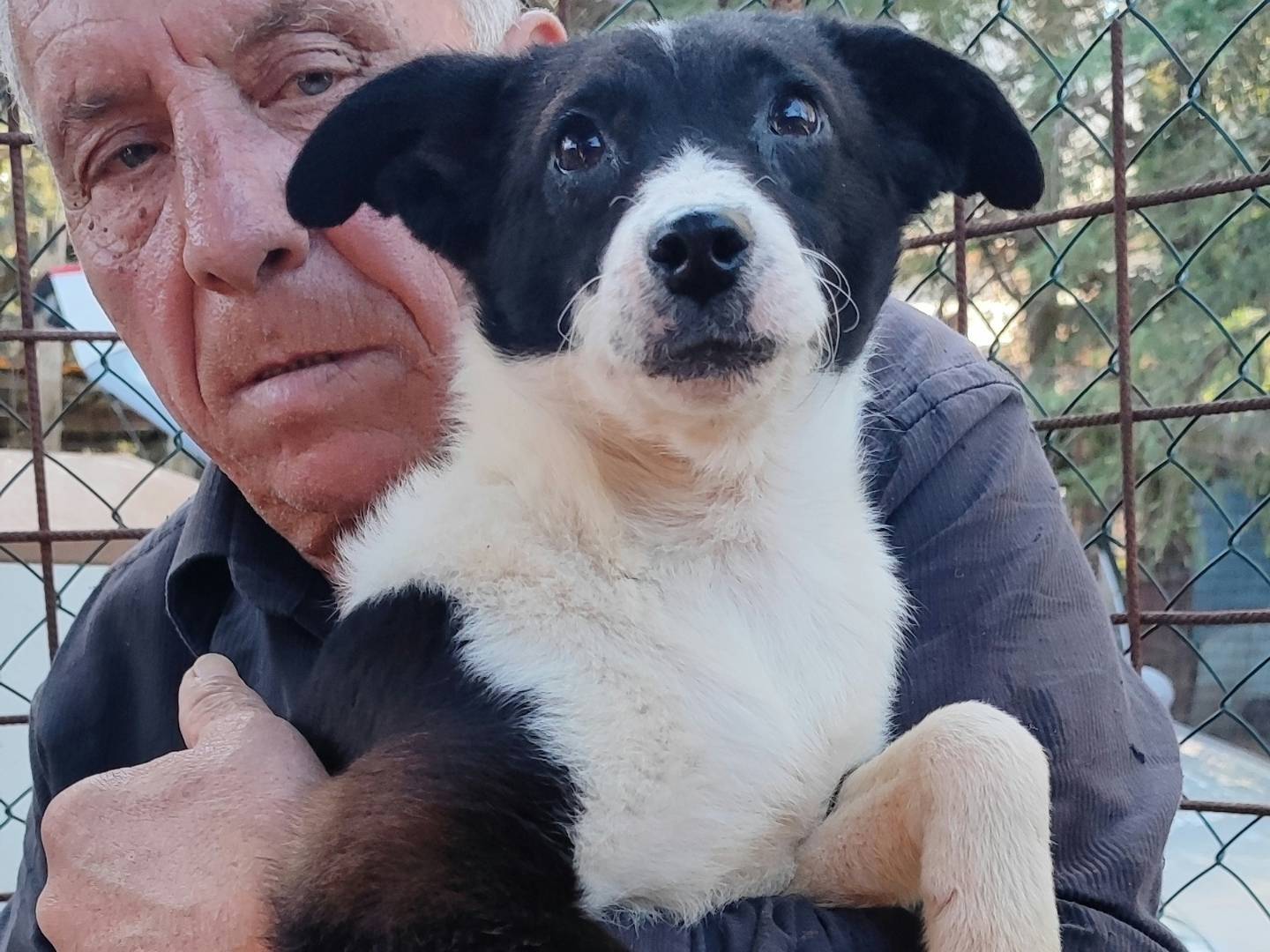 Adotta un cane, femmina, 5 mesi, Messina