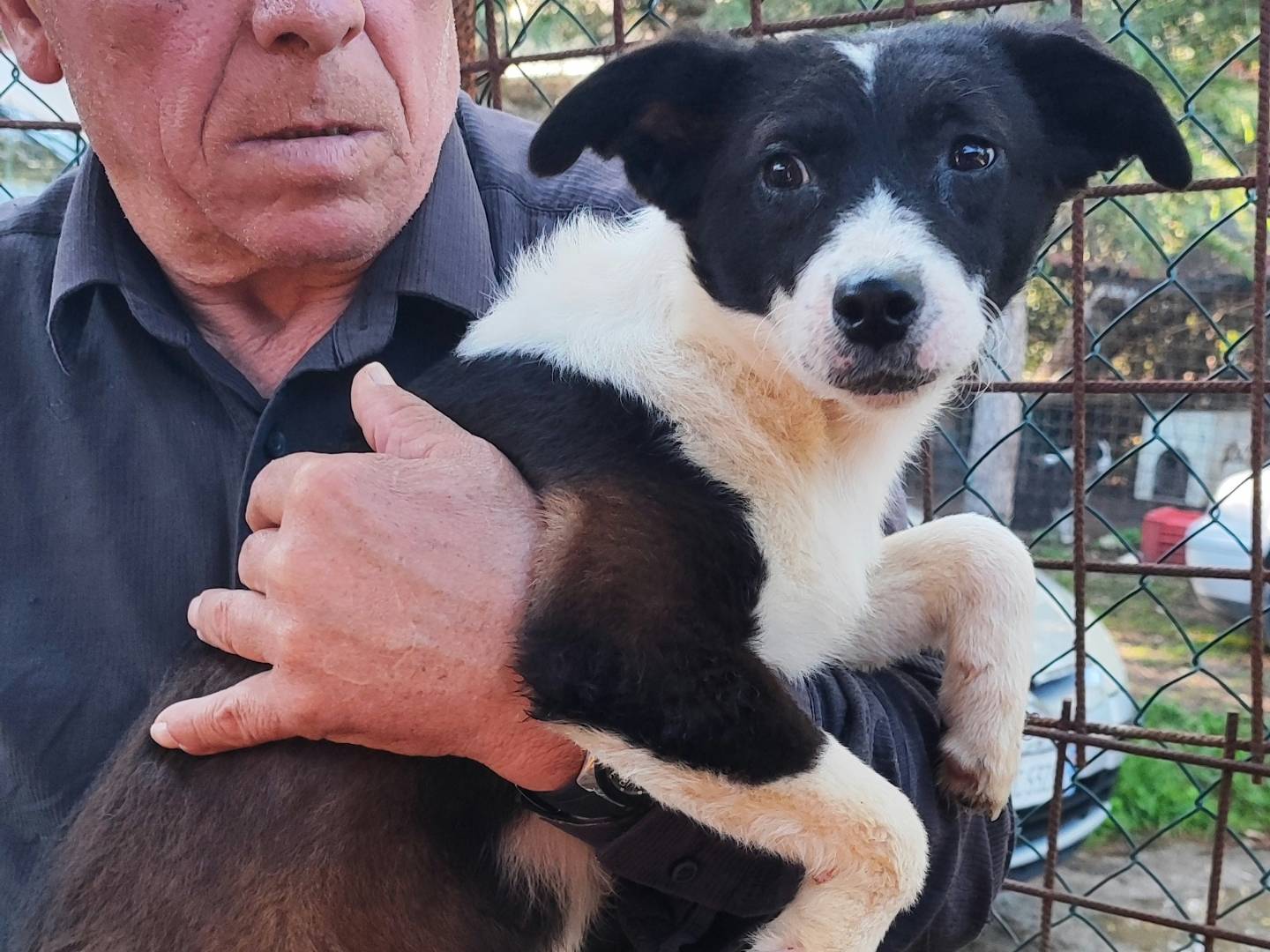 Adotta un cane, taglia media contenuta, femmina, Messina
