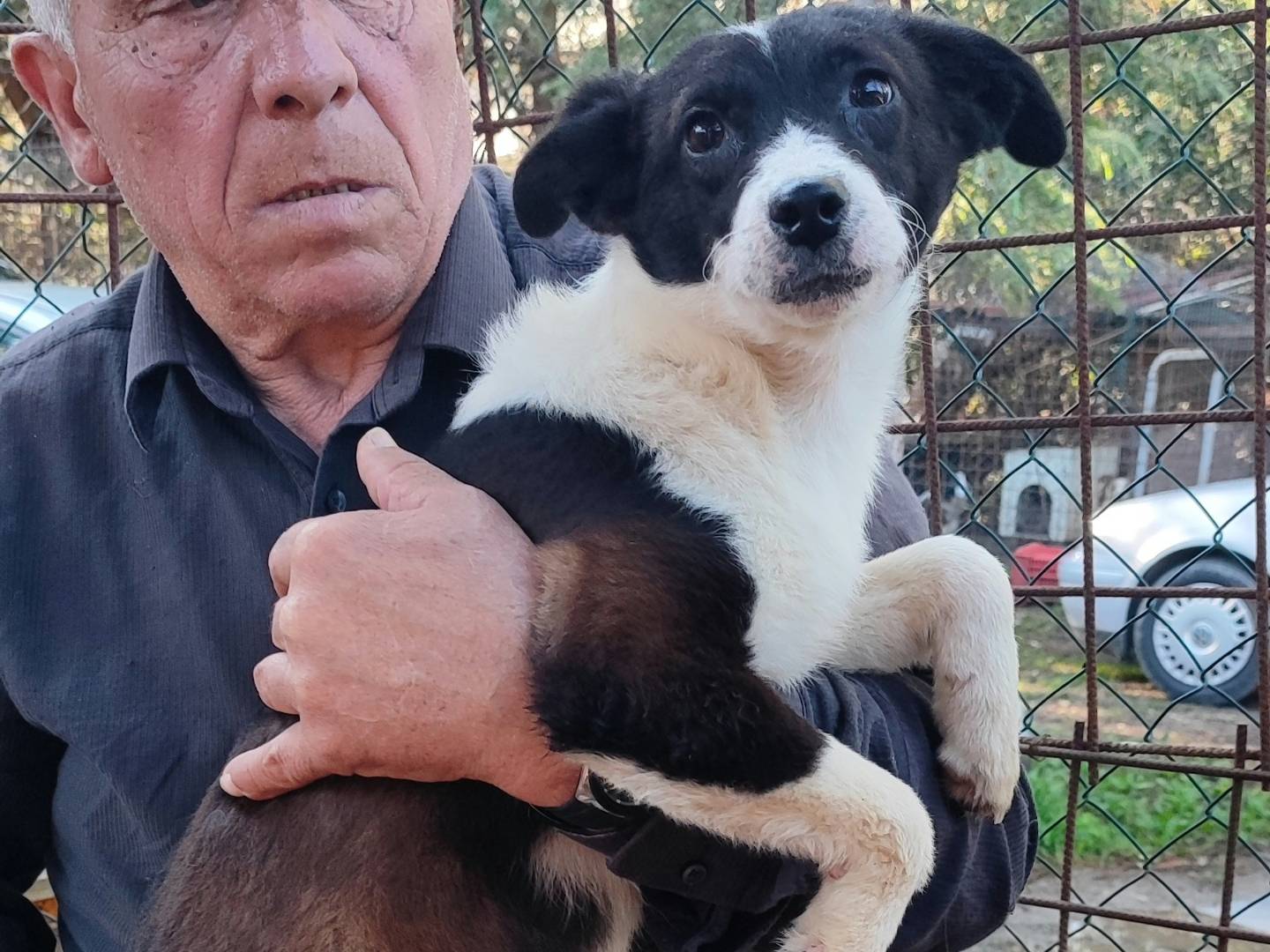 Vuoi adottare un cane a Messina?