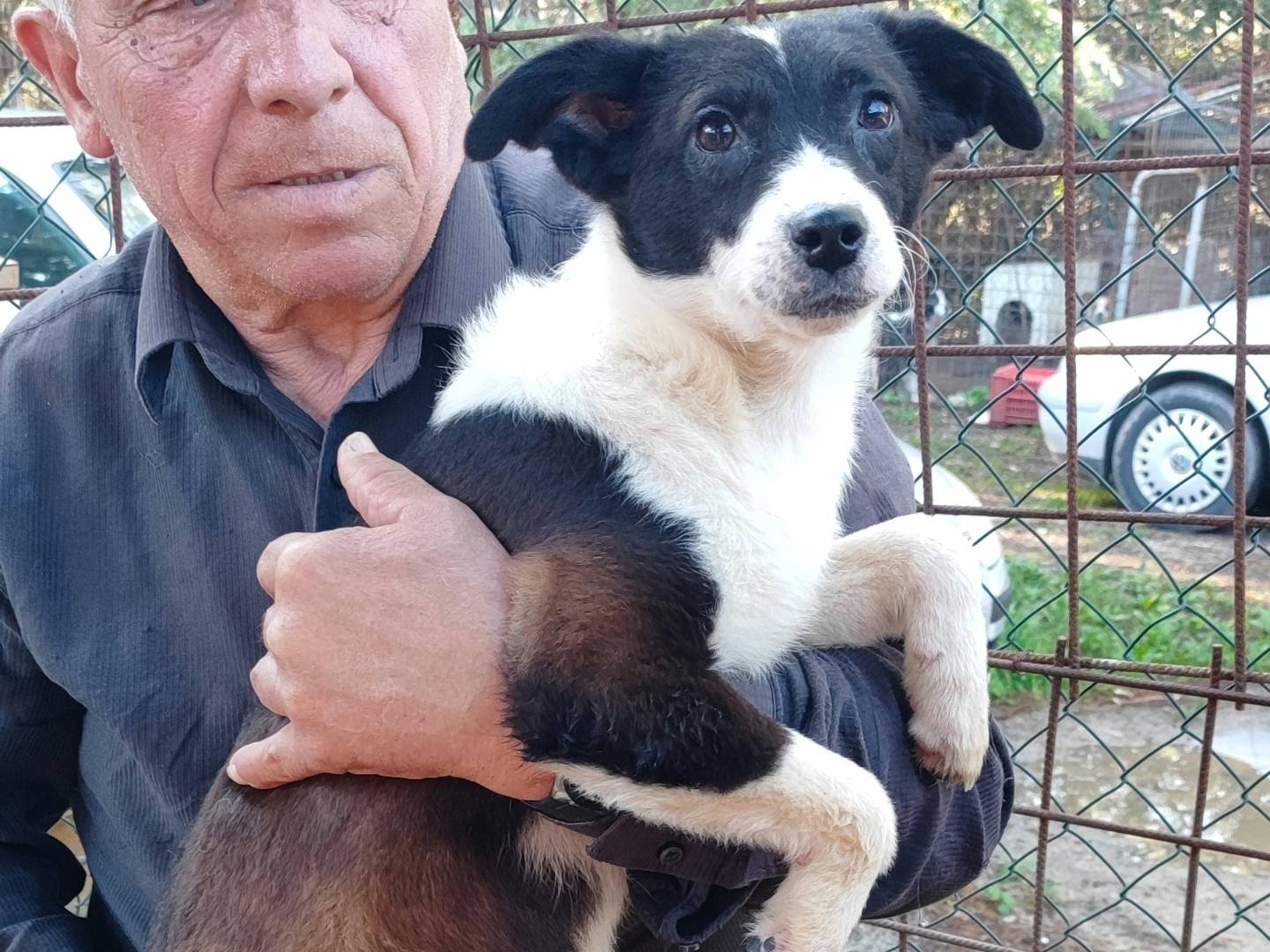 Adotta il cane LESSIE a Messina
