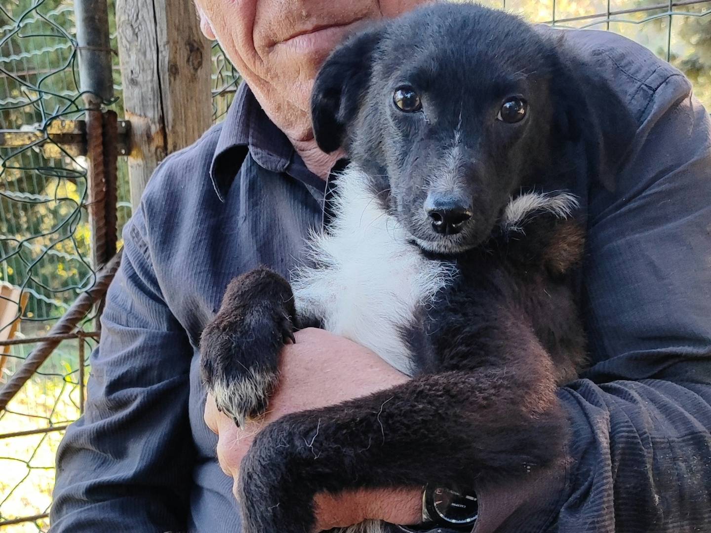 Foto dell'animale