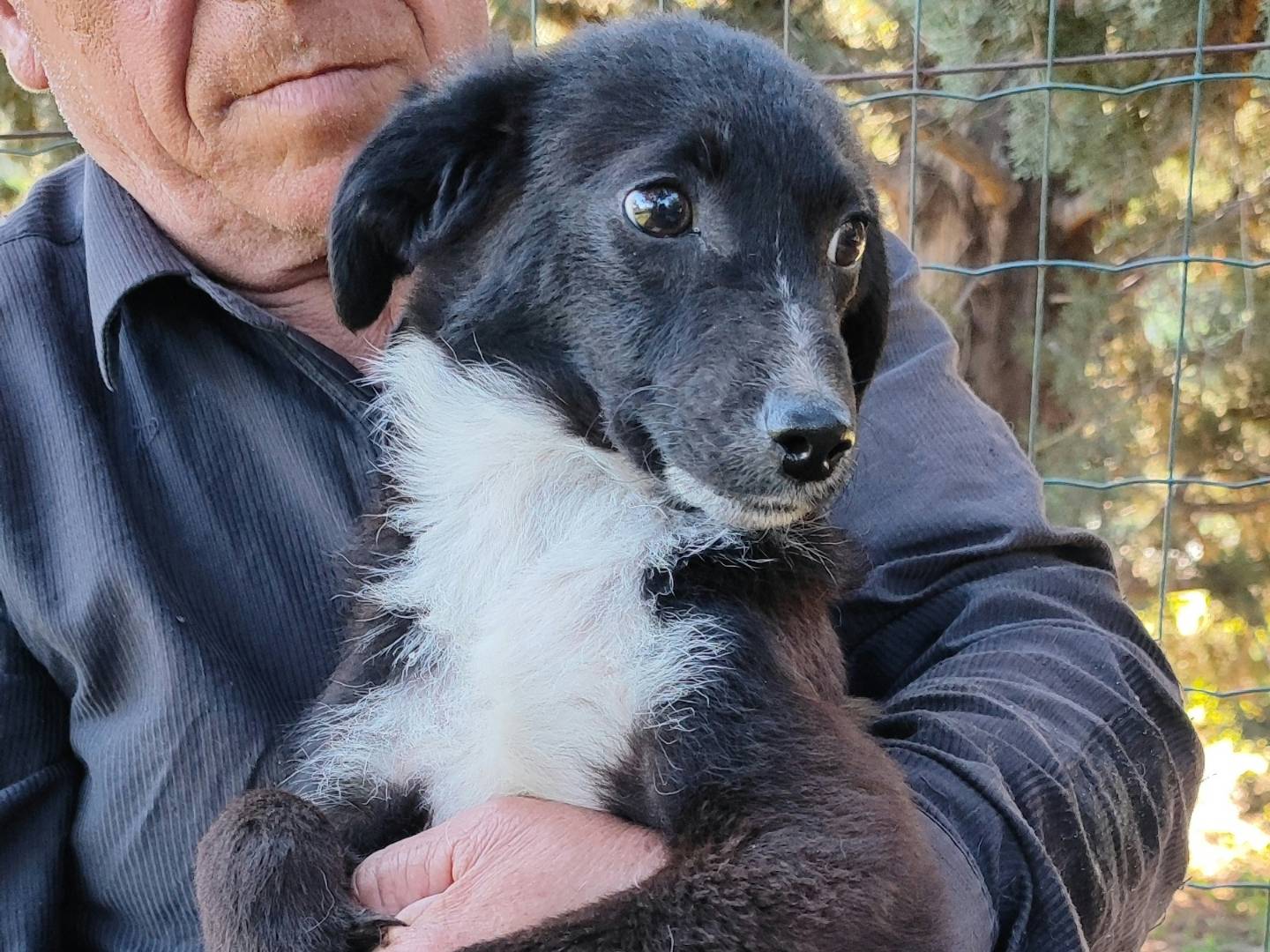 Adotta un cane, maschio, 5 mesi, Messina