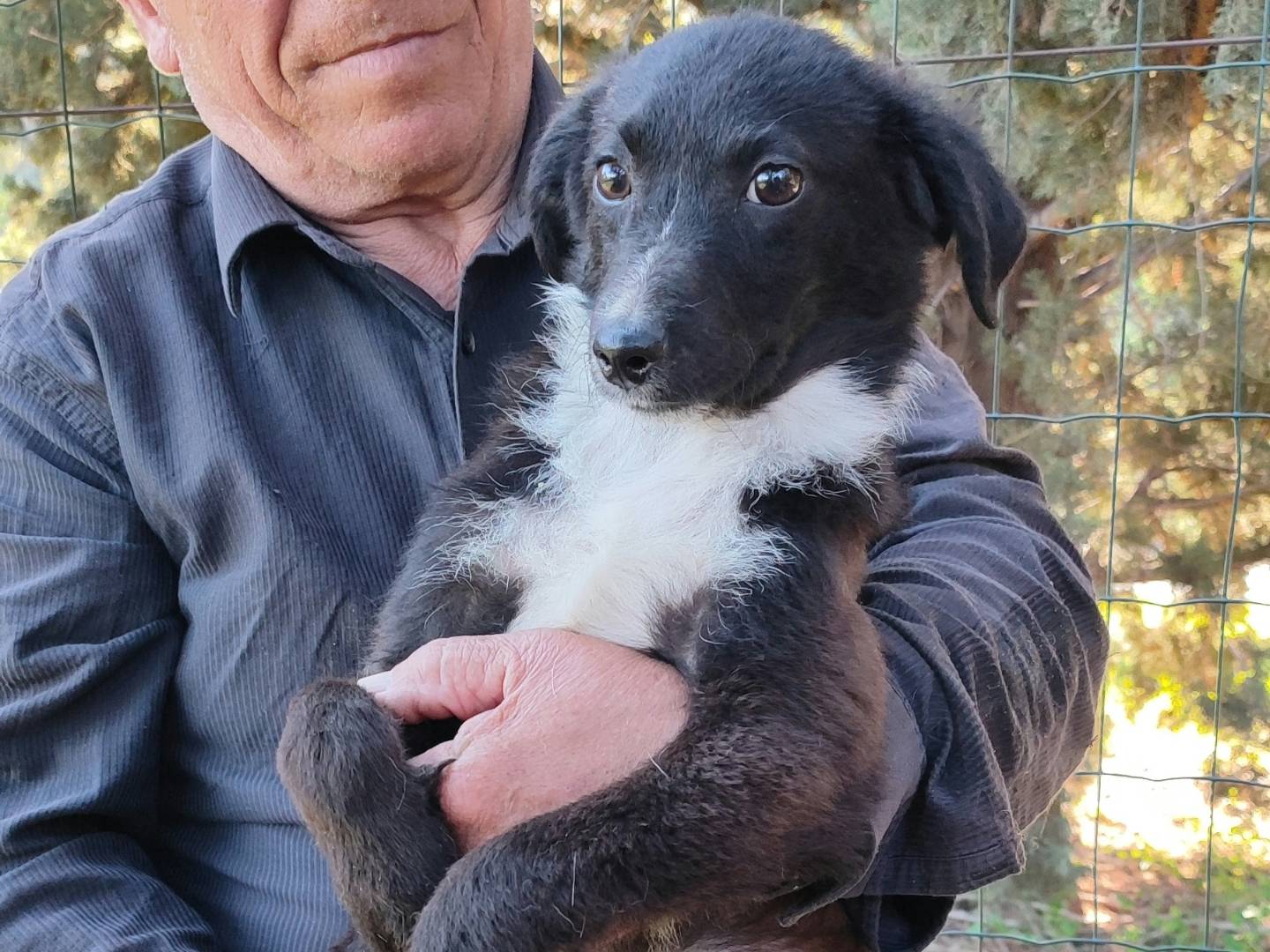 Adotta un cane, taglia media contenuta, maschio, Messina