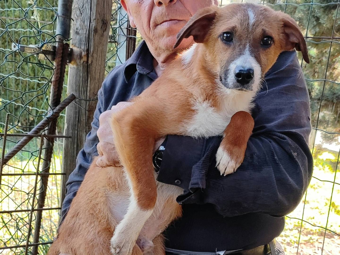 Foto dell'animale