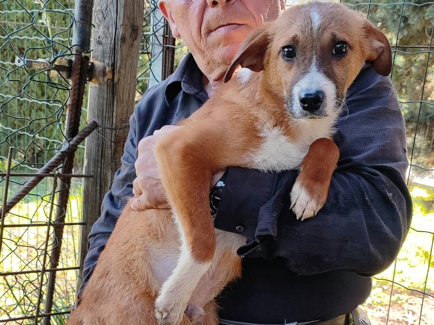 Adotta un cane, maschio, 5 mesi, Messina