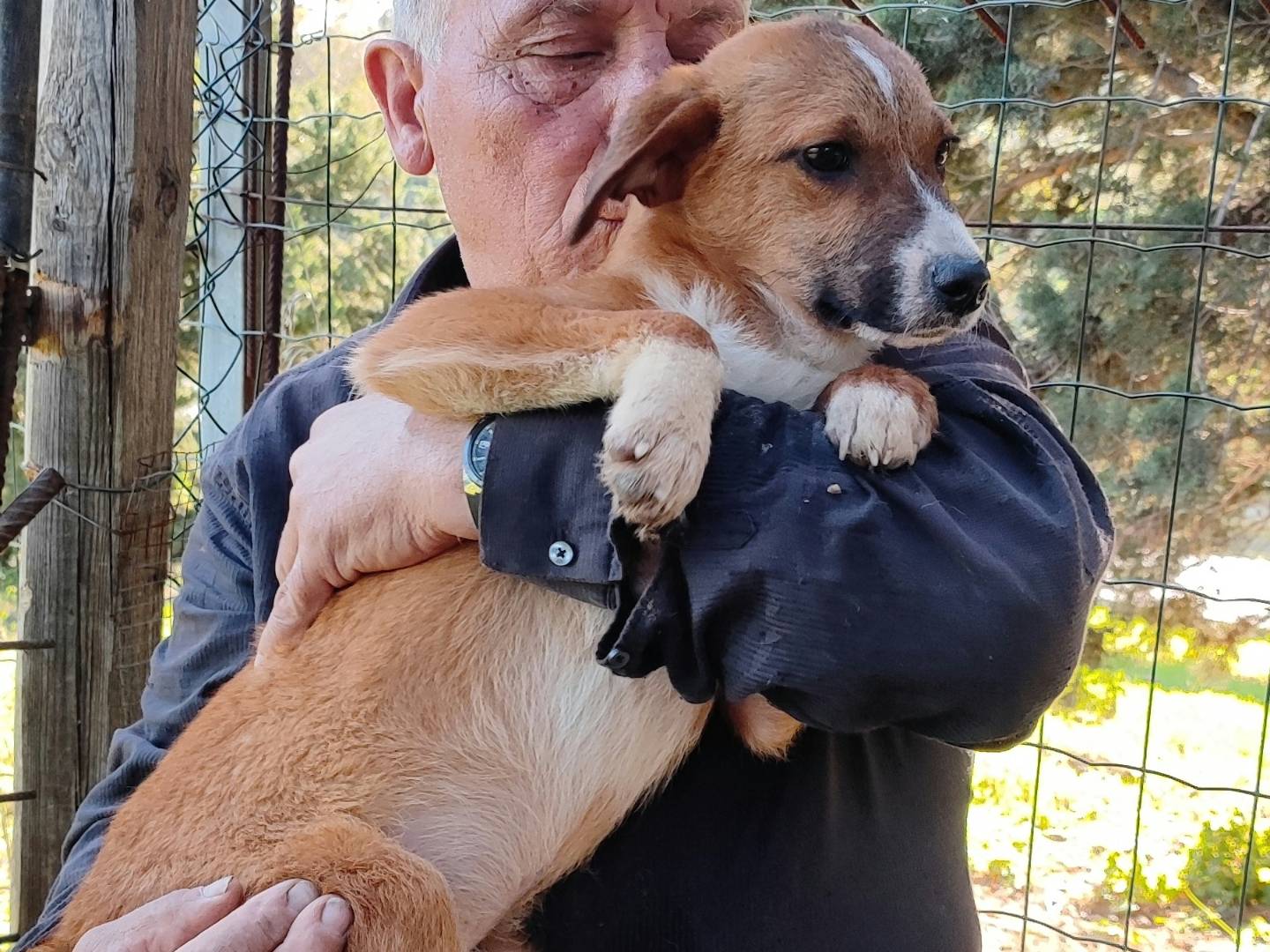 Adotta un cane, taglia media, maschio, Messina