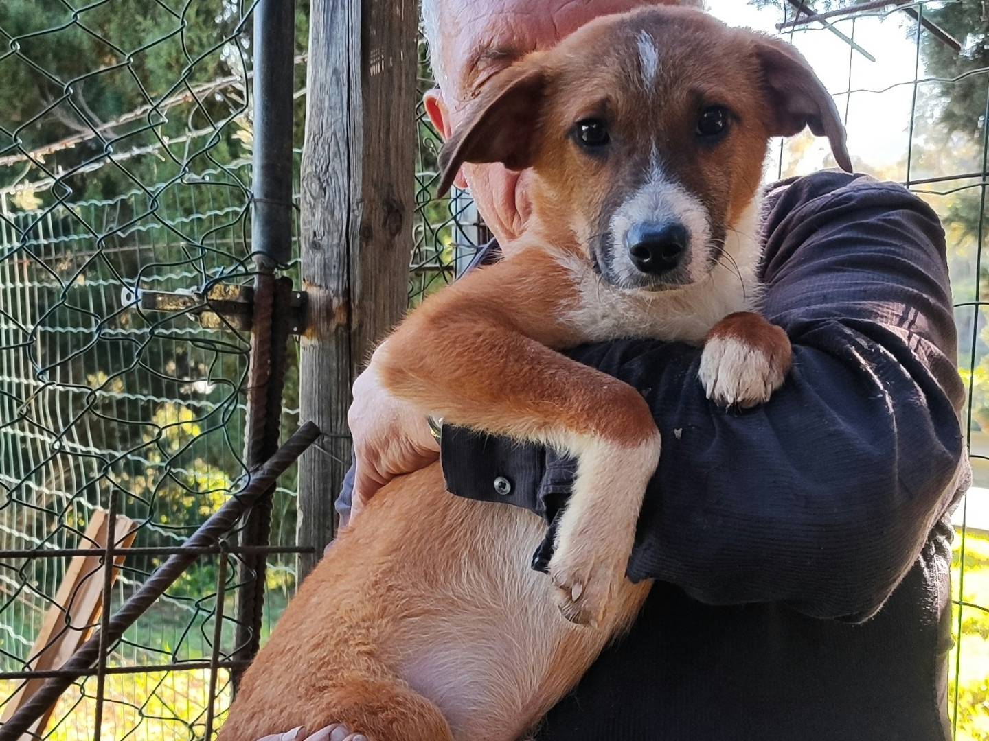 Vuoi adottare un cane a Messina?