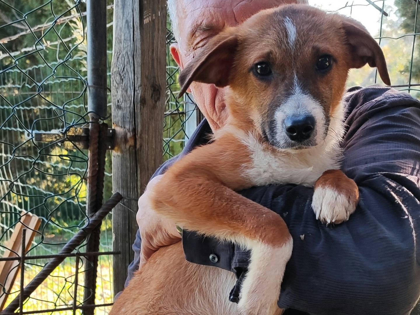Adotta il cane LUCIFER a Messina