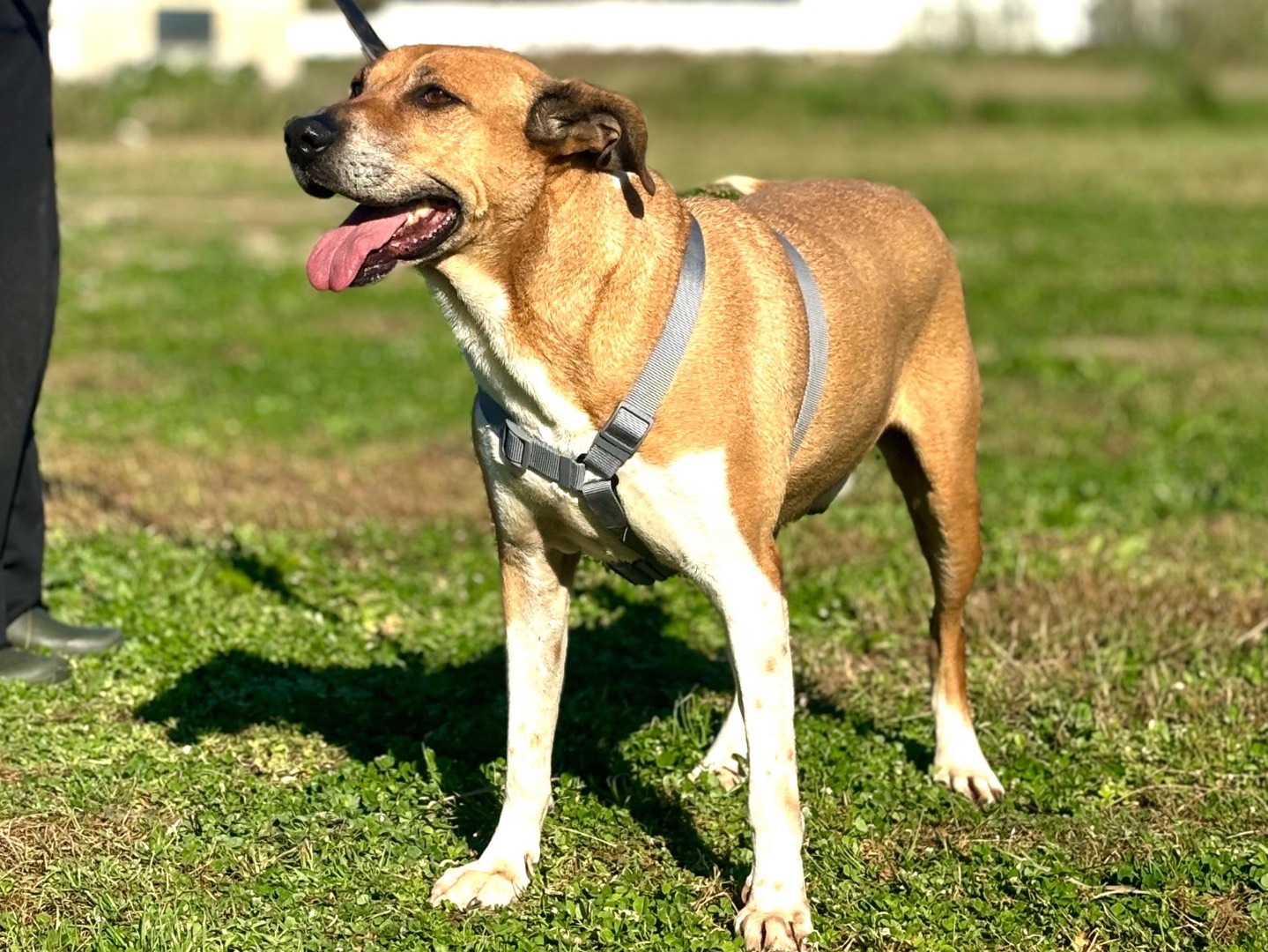 Adotta un cane, maschio, 8 anni  e 8 mesi , Napoli