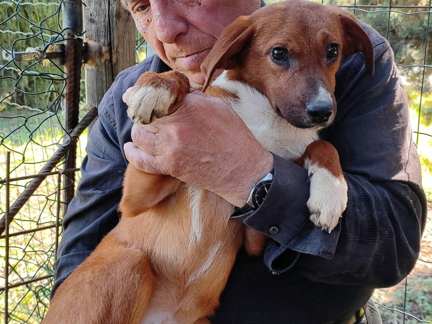 Foto dell'animale