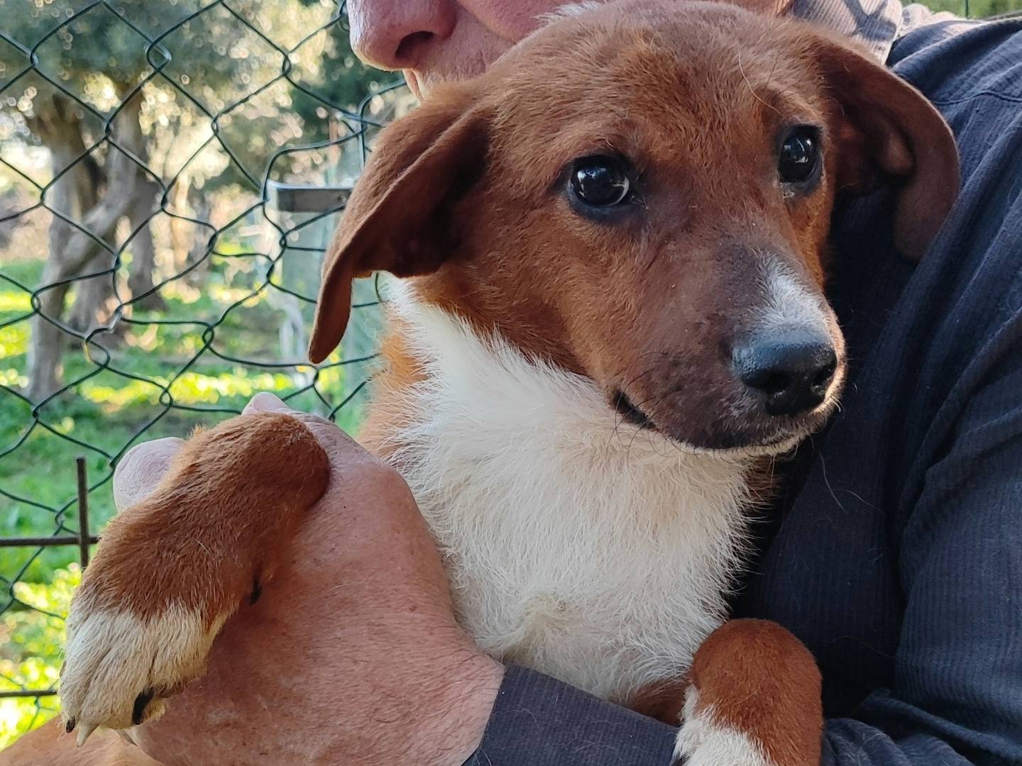 Adotta un cane, maschio, 5 mesi, Messina